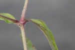 Common catchfly